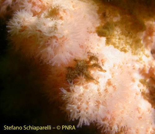 Pantopod feeding on Alcyonium