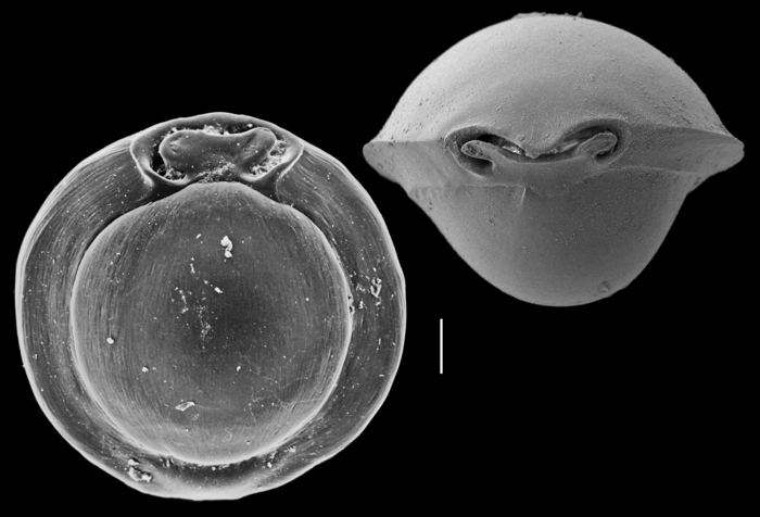 Pyrgo subpisus