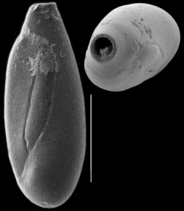 Quinqueloculina bosciana Quinqueloculina bosciana