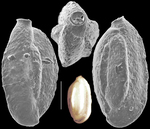 Quinqueloculina delicatula