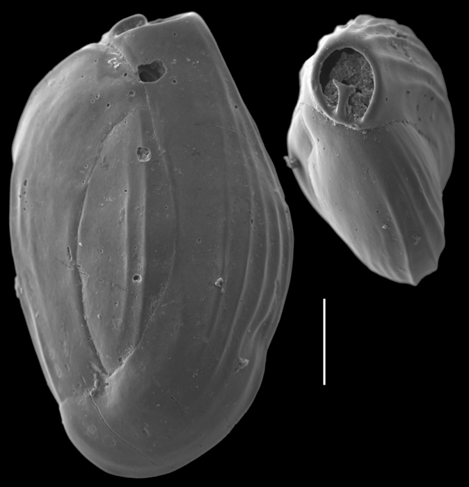 Quinqueloculina disparilis