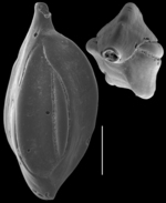 Quinqueloculina exmouthensis