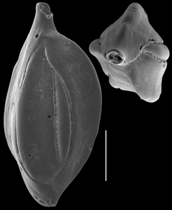 Quinqueloculina exmouthensis