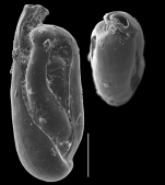 Quinqueloculina exsculpta