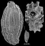 Quinqueloculina granulocostata