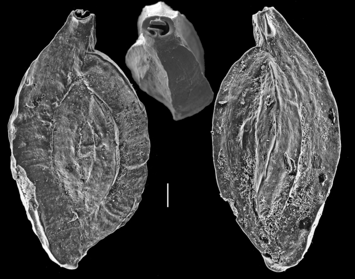 Quinqueloculina inaequalis