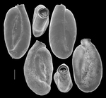 Quinqueloculina latidentella