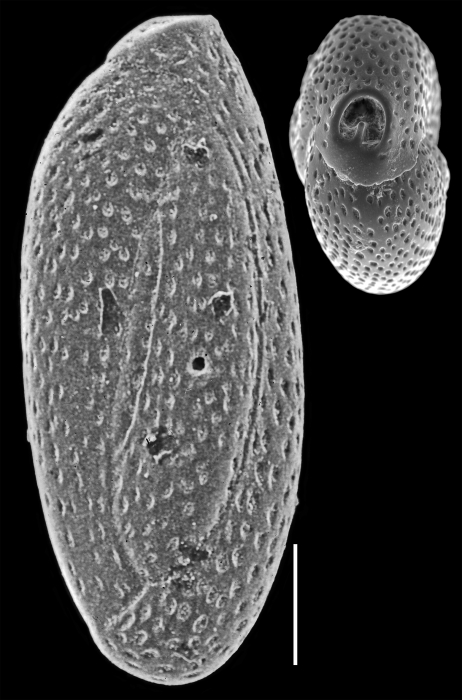 Quinqueloculina lizardi