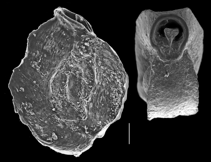 Quinqueloculina massiliniformis