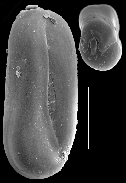 Quinqueloculina neocylindrica