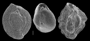 Quinqueloculina neostriatula