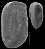 Quinqueloculina parallela