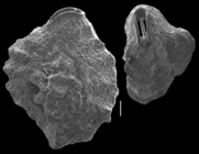 Quinqueloculina parkeri