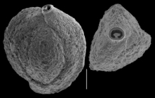 Quinqueloculina pittensis