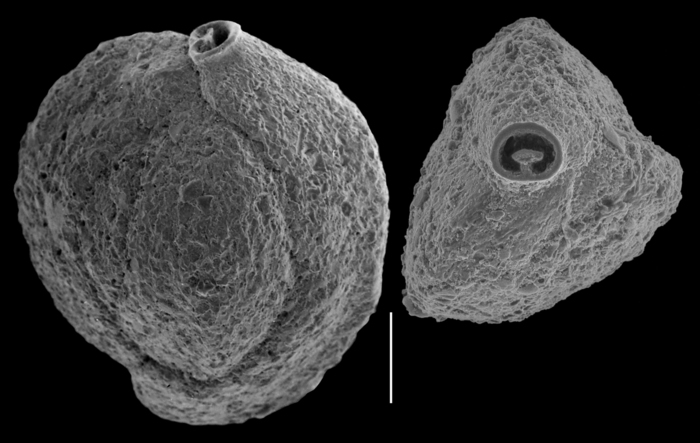 Quinqueloculina pittensis