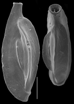 Quinqueloculina polygona