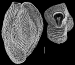 Quinqueloculina pseudoreticulata