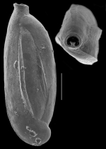 Quinqueloculina quinquecarinata