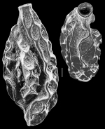 Quinqueloculina rariformis