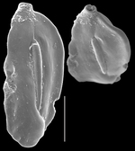 Quinqueloculina schlumbergeri