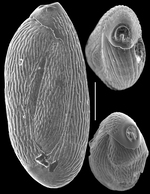 Quinqueloculina semireticulosa