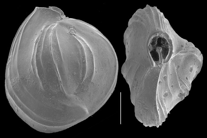 Quinqueloculina subcuneata