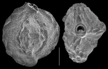 Quinqueloculina subparkeri