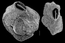 Quinqueloculina subpolygona