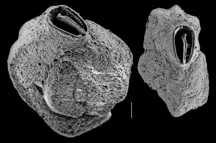 Quinqueloculina subpolygona