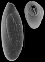 Quinqueloculina tantabiddyensis