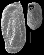 Quinqueloculina tropicalis