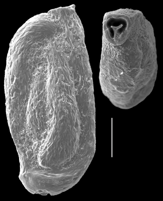 Quinqueloculina tropicalis Quinqueloculina tropicalis