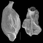 Quinqueloculina zhengi