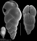 Quirimbatica rimosa