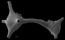 Ramulina globulifera