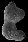 Ramulina vanandeli