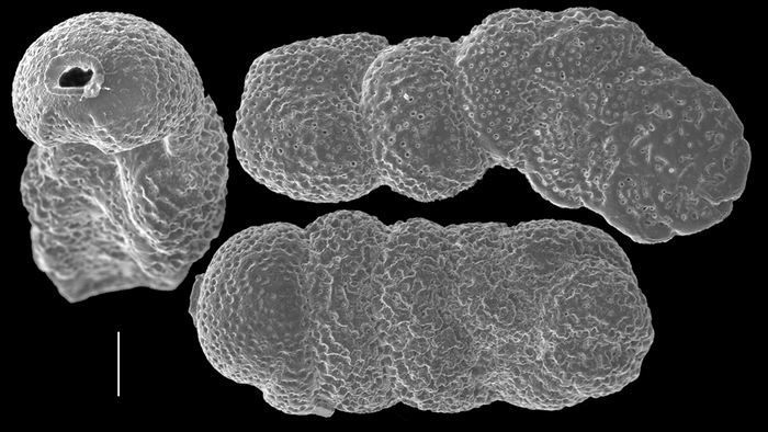 Rectocibicidella robertsi