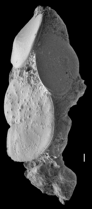 Reophax agglutinatus