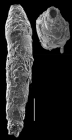 Reophax dentaliformis