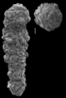 Reophax irregularis