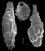 Reophax longicollaris