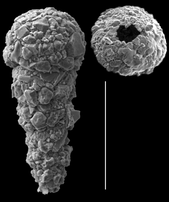 Reophax nana Reophax nana