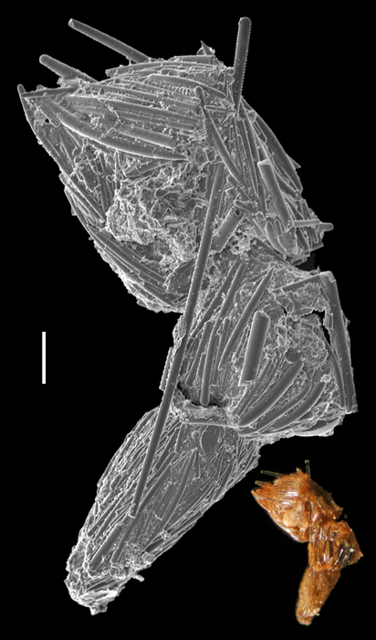 Reophax spiculotestus Reophax spiculotestus
