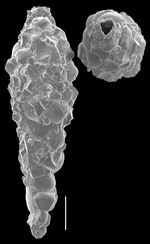 Reophax subfusiformis