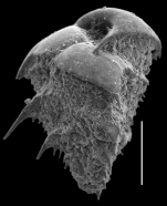 Reussella neapolitina