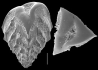 Reussella pulchra