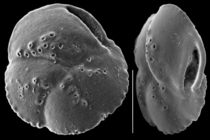 Rhaptohelenina decoratiformis