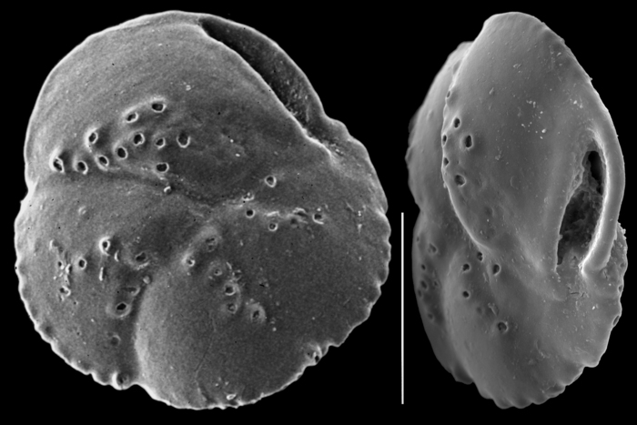 Rhaptohelenina decoratiformis