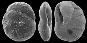 Rhaptohelenina papuanensis