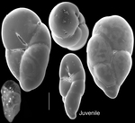 Robertinoides australis